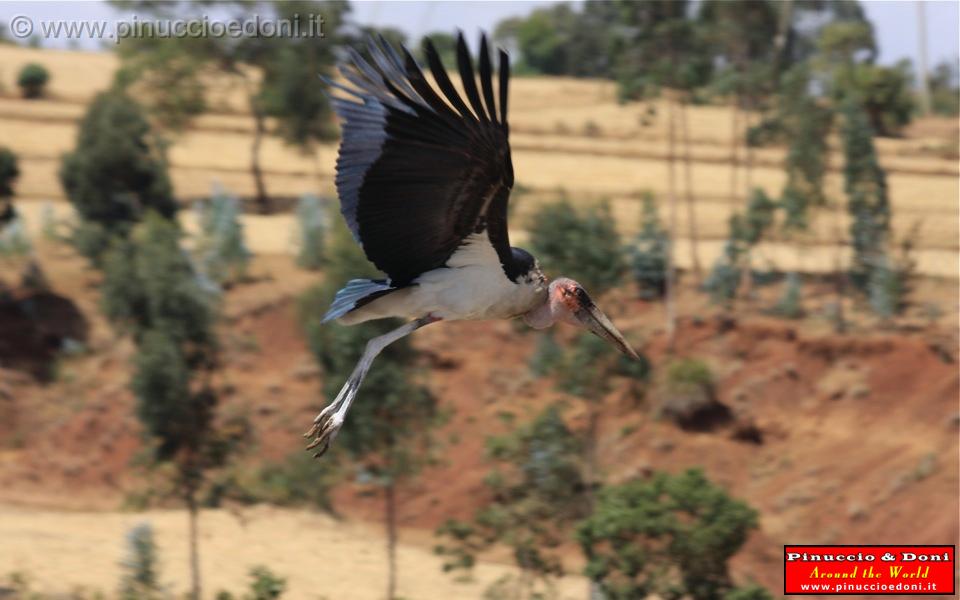 Ethiopia - 073 - Maribu bird.jpg